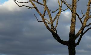 Image A